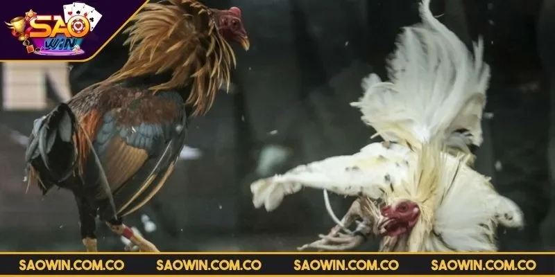 da-ga-vin88-kham-pha-cac-loai-hinh