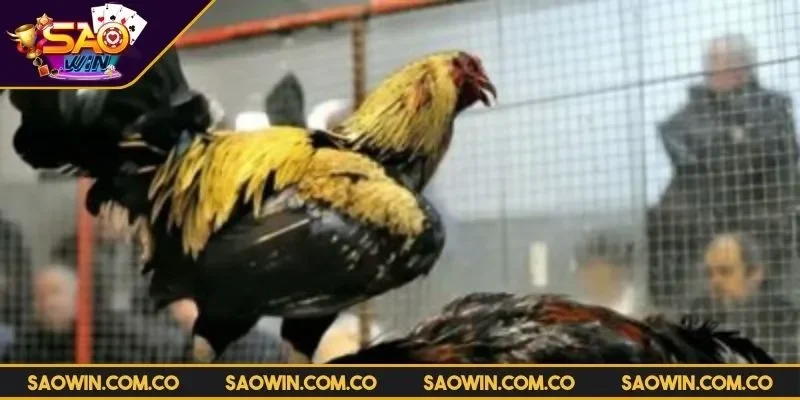 da-ga-vin88-kham-pha-chien-luoc-vang