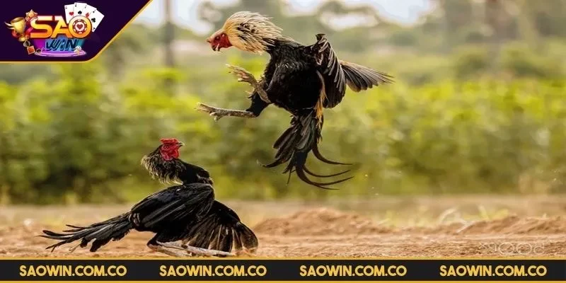 da-ga-vin88-mang-lai-cam-giac-chan-thuc