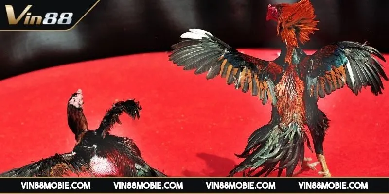 da-ga-online-thomo-bi-quyet-lua-chon