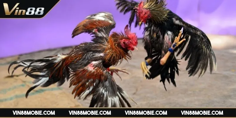 da-ga-online-thomo-khai-niem-co-ban