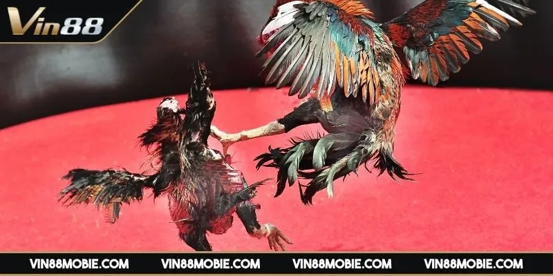 da-ga-online-thomo-ly-do-ban-nen-thu